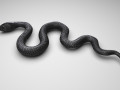 Snake 3D 모델