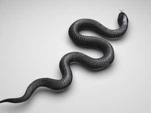 Snake 3D Model
