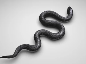 Snake 3D Model