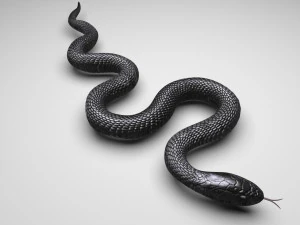 Snake 3D Model