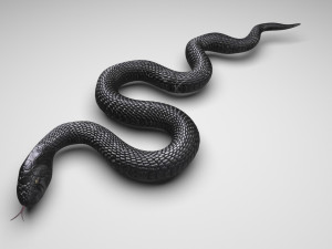 Snake 3D Model