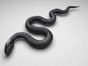 Snake 3D Model