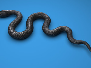 Snake 3D Model