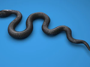 Snake 3D Model