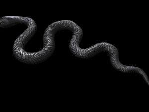 Snake 3D Model