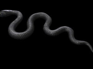 Snake 3D Model