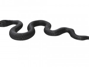 Snake 3D Model