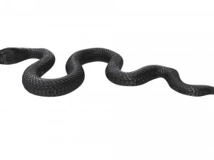 Snake 3D Model