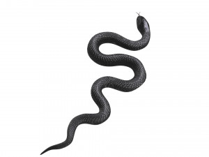 Snake 3D Model