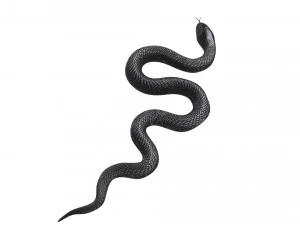 Snake 3D Model