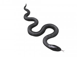 Snake 3D Model