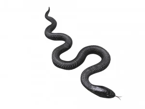 Snake 3D Model