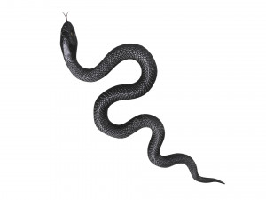Snake 3D Model