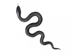 Snake 3D Model