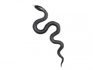 Snake 3D Model