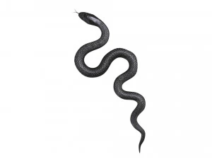 Snake 3D Model