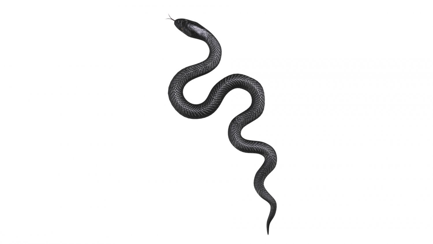 snake 3d render Abstract design element Minimalist concept 8880427 PNG