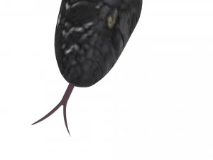 Snake 3D Model