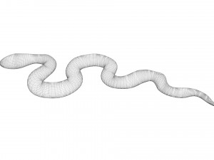 Snake 3D Model