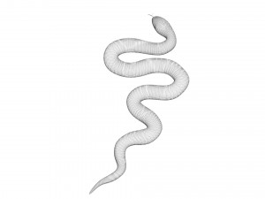 Snake 3D Model