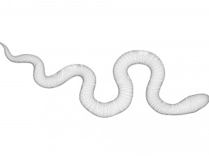 Snake 3D Model