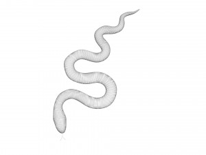 Snake 3D Model