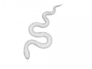 Snake 3D Model