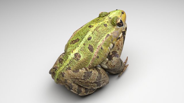 Green Frog 3D Model .c4d .max .obj .3ds .fbx .stl .blend 