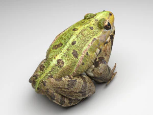 Katak Hijau Model 3D