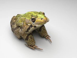Katak Hijau Model 3D
