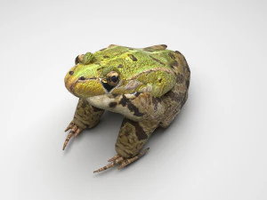 Katak Hijau Model 3D