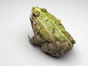 Katak Hijau Model 3D