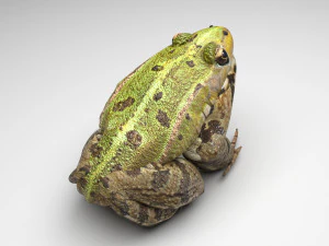 Katak Hijau Model 3D