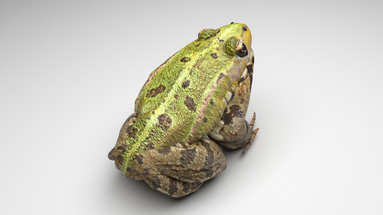 Frog 43 Green