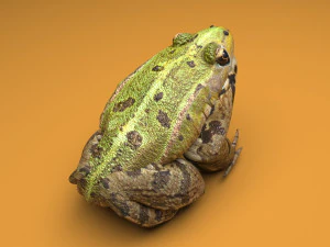 Katak Hijau Model 3D