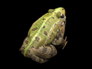 Green Frog 3D Model