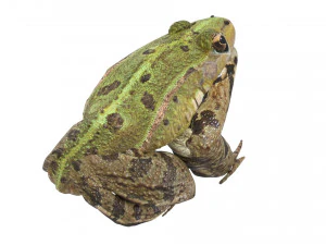 Katak Hijau Model 3D