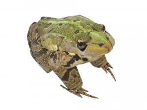 Katak Hijau Model 3D