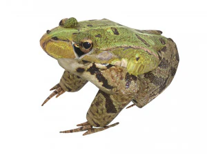 Katak Hijau Model 3D