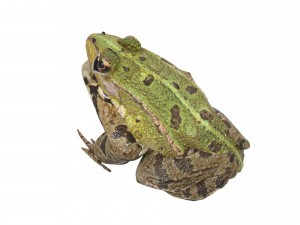 Green Frog 3D Model