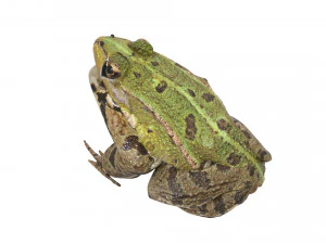 Katak Hijau Model 3D
