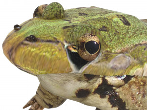 Green Frog 3D Model
