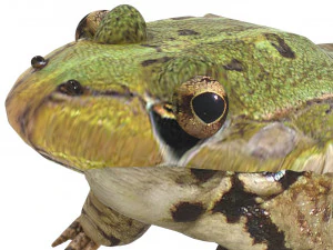 Katak Hijau Model 3D