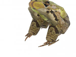 Katak Hijau Model 3D