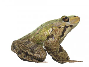 Katak Hijau Model 3D
