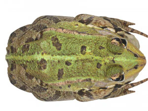 Katak Hijau Model 3D