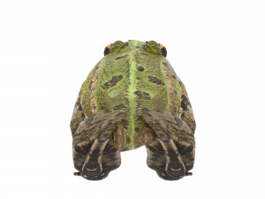Green Frog 3D Model