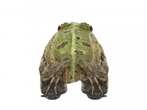 Katak Hijau Model 3D