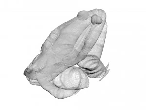 Katak Hijau Model 3D