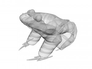 Green Frog 3D Model
